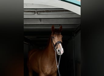 Oldenbourg, Hongre, 3 Ans, 170 cm, Alezan