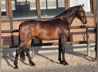 Oldenbourg, Hongre, 3 Ans, 170 cm, Bai brun