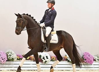 Oldenbourg, Hongre, 3 Ans, 170 cm, Bai brun