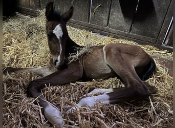 Oldenbourg, Hongre, 3 Ans, 170 cm, Bai