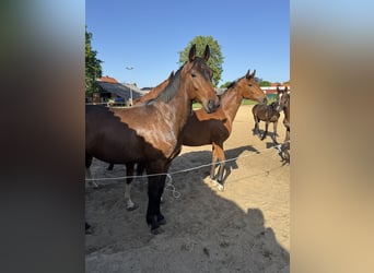 Oldenbourg, Hongre, 3 Ans, 170 cm, Bai