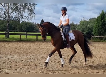 Oldenbourg, Hongre, 3 Ans, 170 cm, Bai