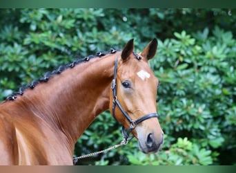 Oldenbourg, Hongre, 3 Ans, 170 cm, Bai