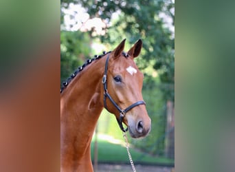Oldenbourg, Hongre, 3 Ans, 170 cm, Bai