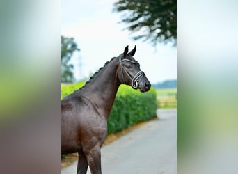 Oldenbourg, Hongre, 3 Ans, 170 cm, Noir