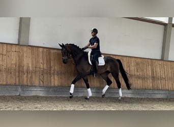 Oldenbourg, Hongre, 3 Ans, 171 cm, Bai