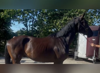 Oldenbourg, Hongre, 3 Ans, 171 cm, Noir