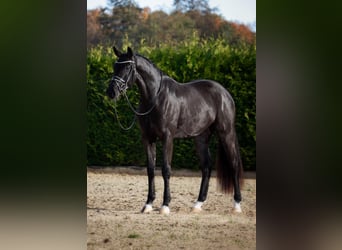 Oldenbourg, Hongre, 3 Ans, 171 cm, Noir