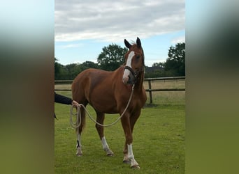 Oldenbourg, Hongre, 3 Ans, 172 cm, Alezan