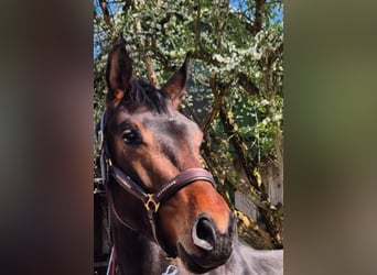 Oldenbourg, Hongre, 3 Ans, 172 cm, Bai brun