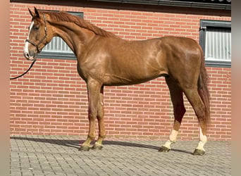 Oldenbourg, Hongre, 3 Ans, 172 cm