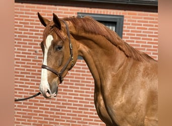 Oldenbourg, Hongre, 3 Ans, 172 cm