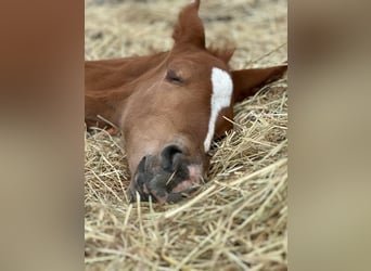 Oldenbourg, Hongre, 3 Ans, 173 cm, Alezan