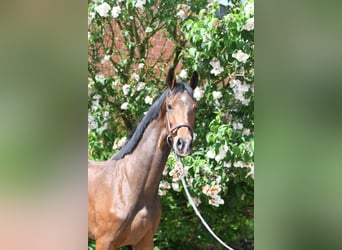 Oldenbourg, Hongre, 3 Ans, 174 cm, Bai