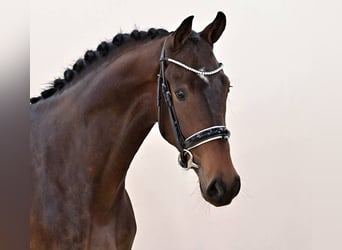Oldenbourg, Hongre, 3 Ans, 174 cm, Bai