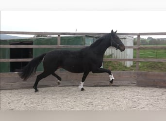 Oldenbourg, Hongre, 3 Ans, 176 cm, Bai brun