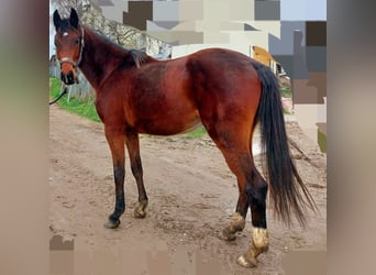 Oldenbourg, Hongre, 3 Ans, Bai brun