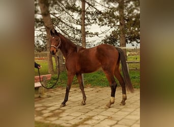Oldenbourg, Hongre, 3 Ans, Bai brun
