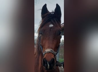 Oldenbourg, Hongre, 3 Ans, Bai brun