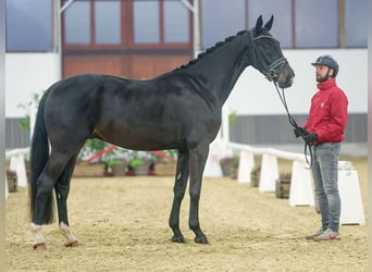 Oldenbourg, Hongre, 3 Ans, Bai brun foncé