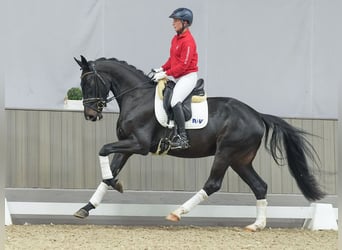 Oldenbourg, Hongre, 3 Ans, Bai brun foncé