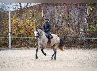 Oldenbourg, Hongre, 3 Ans, Gris