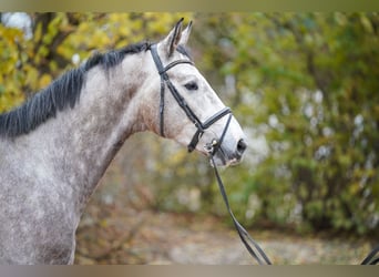 Oldenbourg, Hongre, 3 Ans, Gris