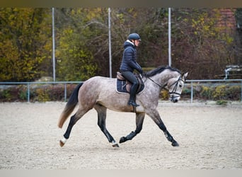 Oldenbourg, Hongre, 3 Ans, Gris