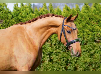 Oldenbourg, Hongre, 4 Ans, 158 cm, Alezan