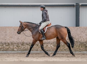 Oldenbourg, Hongre, 4 Ans, 160 cm