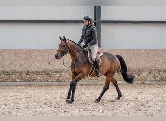 Oldenbourg, Hongre, 4 Ans, 160 cm