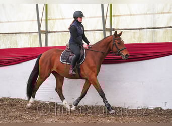 Oldenbourg, Hongre, 4 Ans, 161 cm, Bai