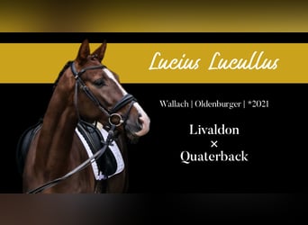 Oldenbourg, Hongre, 4 Ans, 162 cm, Alezan brûlé