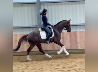 Oldenbourg, Hongre, 4 Ans, 162 cm, Alezan brûlé