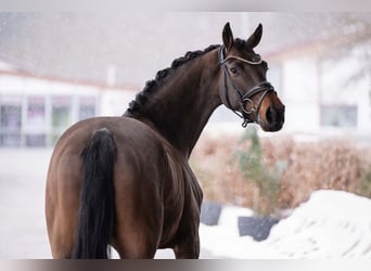 Oldenbourg, Hongre, 4 Ans, 162 cm, Bai brun