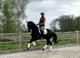 Oldenbourg, Hongre, 4 Ans, 162 cm, Bai brun
