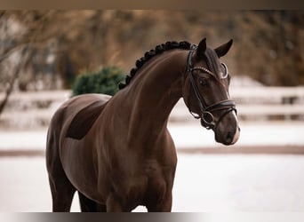 Oldenbourg, Hongre, 4 Ans, 162 cm, Bai brun foncé