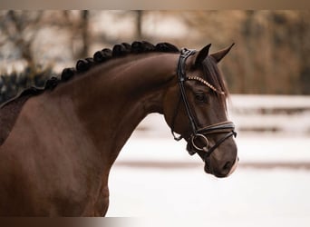 Oldenbourg, Hongre, 4 Ans, 162 cm, Bai brun foncé