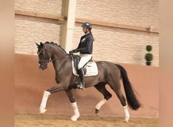 Oldenbourg, Hongre, 4 Ans, 162 cm, Bai brun foncé