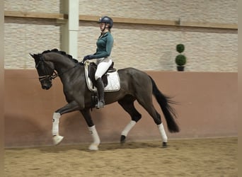 Oldenbourg, Hongre, 4 Ans, 162 cm, Bai brun foncé