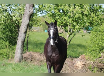Oldenbourg, Hongre, 4 Ans, 162 cm, Noir