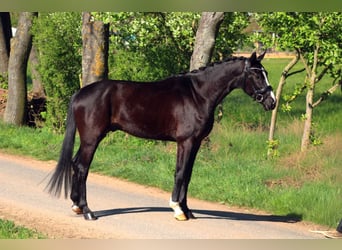 Oldenbourg, Hongre, 4 Ans, 162 cm, Noir