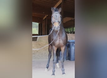 Oldenbourg, Hongre, 4 Ans, 163 cm, Bai brun