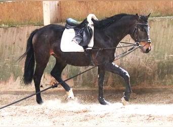 Oldenbourg, Hongre, 4 Ans, 163 cm, Bai brun