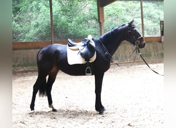 Oldenbourg, Hongre, 4 Ans, 163 cm, Bai brun