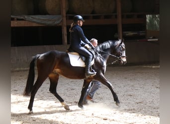 Oldenbourg, Hongre, 4 Ans, 163 cm, Bai brun