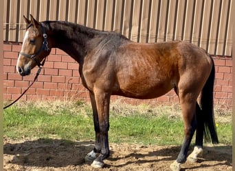 Oldenbourg, Hongre, 4 Ans, 164 cm, Bai
