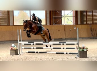 Oldenbourg, Hongre, 4 Ans, 164 cm, Bai cerise