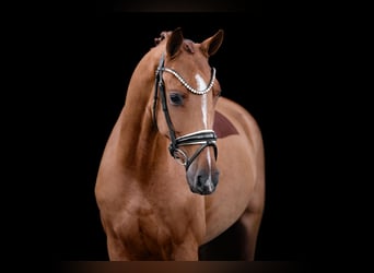 Oldenbourg, Hongre, 4 Ans, 165 cm, Alezan