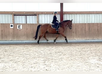 Oldenbourg, Hongre, 4 Ans, 165 cm, Bai